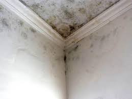 Best Mold Removal for HVAC Installations  in Mauston, WI