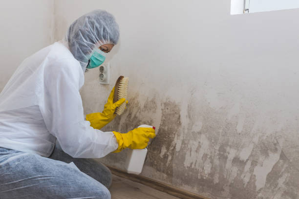 Best Black Mold Removal  in Mauston, WI