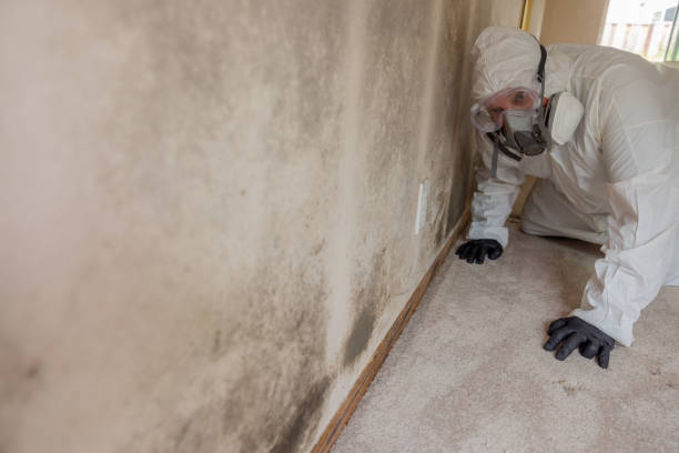 Best Basement Mold Removal  in Mauston, WI